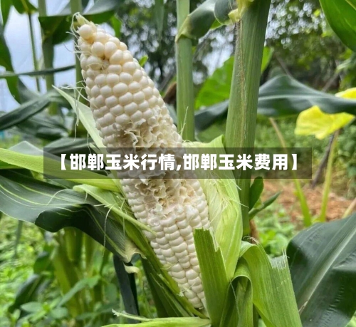 【邯郸玉米行情,邯郸玉米费用】-第3张图片