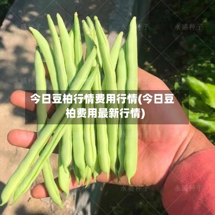今日豆柏行情费用行情(今日豆柏费用最新行情)-第3张图片