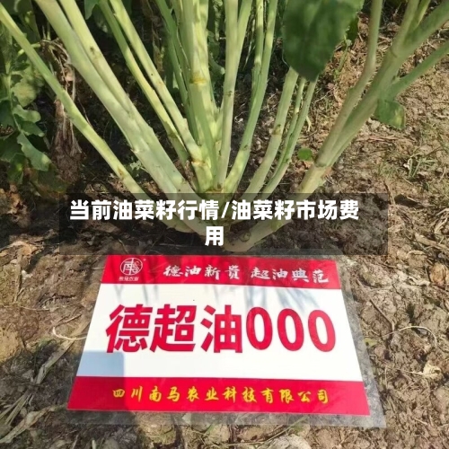 当前油菜籽行情/油菜籽市场费用-第2张图片