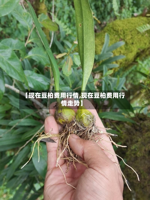 【现在豆柏费用行情,现在豆柏费用行情走势】-第1张图片