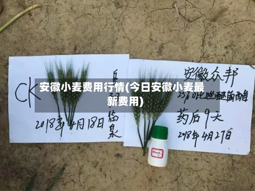 安徽小麦费用行情(今日安徽小麦最新费用)-第1张图片