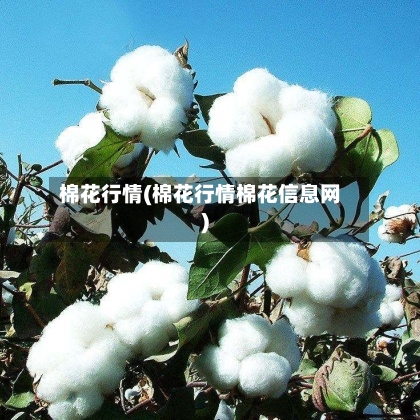 棉花行情(棉花行情棉花信息网)-第2张图片