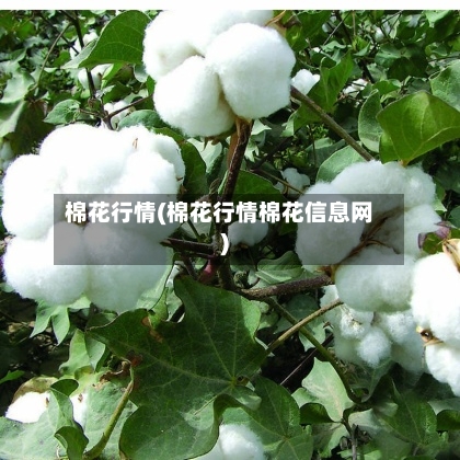 棉花行情(棉花行情棉花信息网)-第3张图片