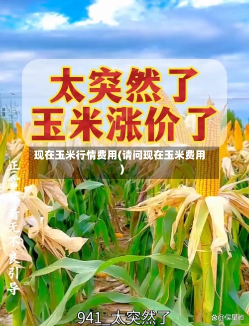 现在玉米行情费用(请问现在玉米费用)-第1张图片