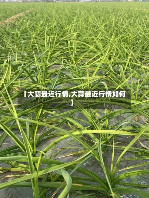 【大蒜最近行情,大蒜最近行情如何】-第3张图片