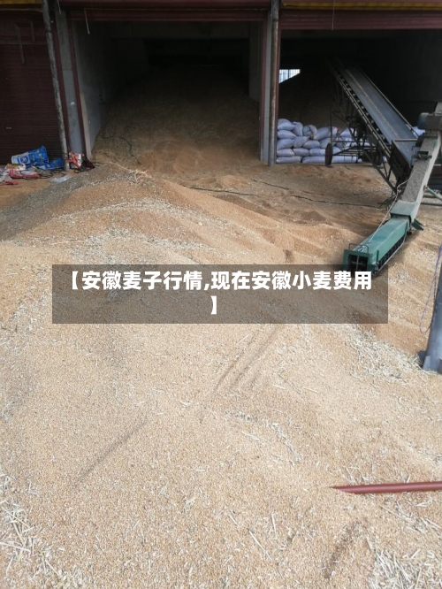 【安徽麦子行情,现在安徽小麦费用】-第3张图片