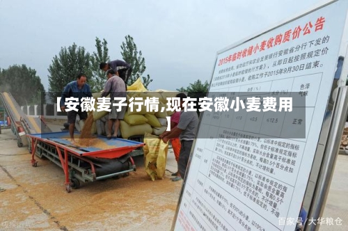 【安徽麦子行情,现在安徽小麦费用】-第2张图片