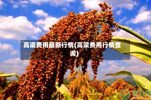高粱费用最新行情(高粱费用行情查询)-第1张图片