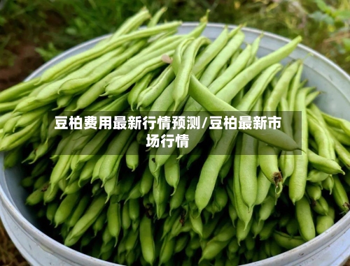 豆柏费用最新行情预测/豆柏最新市场行情-第2张图片
