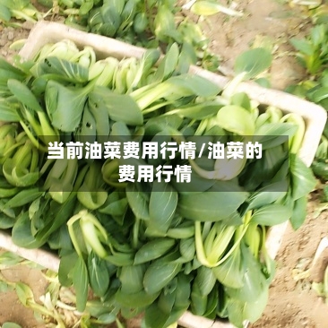 当前油菜费用行情/油菜的费用行情-第1张图片