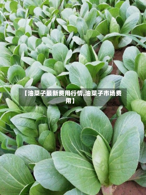 【油菜子最新费用行情,油菜子市场费用】-第1张图片
