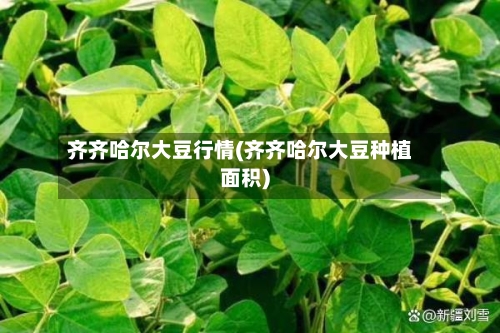 齐齐哈尔大豆行情(齐齐哈尔大豆种植面积)-第1张图片