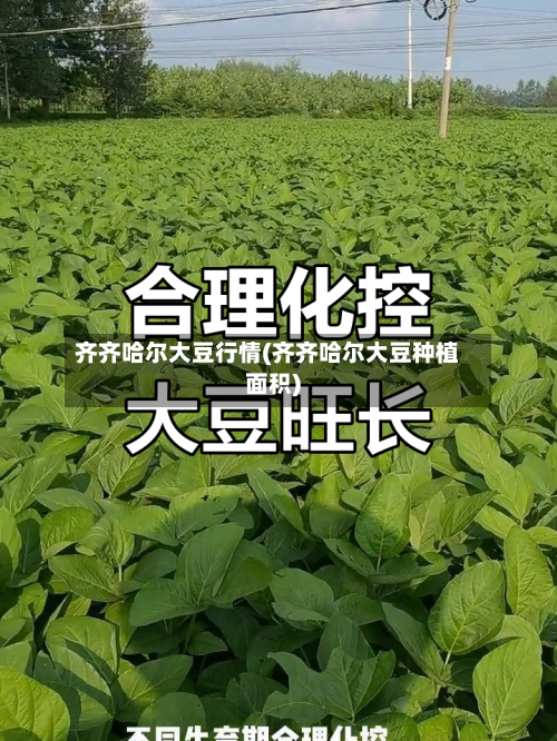 齐齐哈尔大豆行情(齐齐哈尔大豆种植面积)-第2张图片