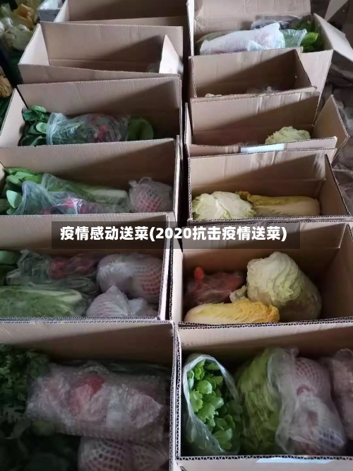 疫情感动送菜(2020抗击疫情送菜)-第1张图片