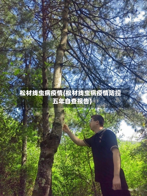 松材线虫病疫情(松材线虫病疫情防控五年自查报告)-第2张图片