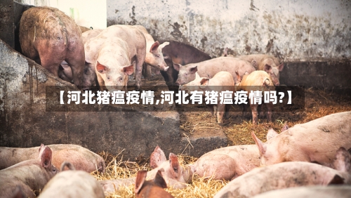 【河北猪瘟疫情,河北有猪瘟疫情吗?】-第1张图片